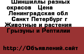 Шиншиллы разных окрасов › Цена ­ 2 500 - Ленинградская обл., Санкт-Петербург г. Животные и растения » Грызуны и Рептилии   